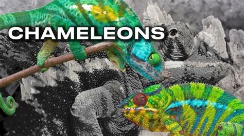 'Chameleon' Crystals By Camouflage Clothing & Cars