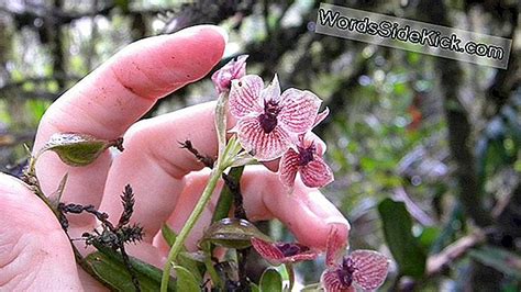 'Demon Orchid' Heeft Een 'Duivelskop' En Klauwachtige Bloemblaadjes