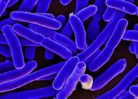'Last-Resort' Antibiotica Falen Tegen Nieuwe Superbugs