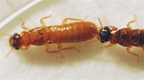 'Super' Termite Hybrid May Wreak Havoc On Florida