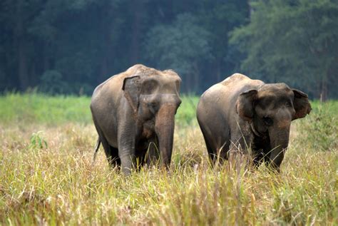 10 Лучших национальных парков в Индии