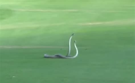 14-Та Дупка Е Убиец: 2 Смъртоносни Змии Се Бият Във Видео За Голф Игрище