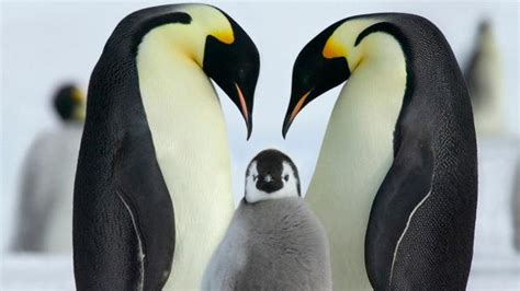 2 Nieuwe Keizerpinguïnkolonies Bespioneerd Op Antarctica
