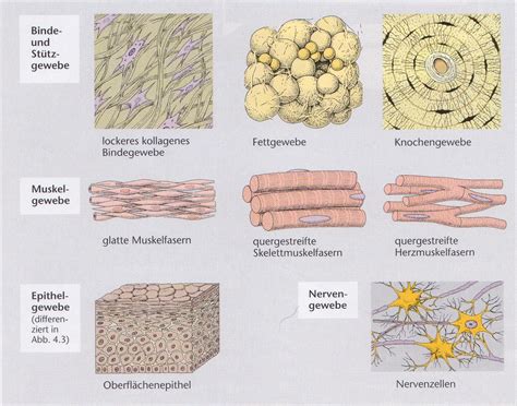 7 Arten von Bindegewebe