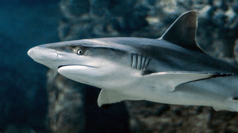7 Shark Támadások 3 Héten Belül: Észak-Karolina Strandjai Biztonságosak?