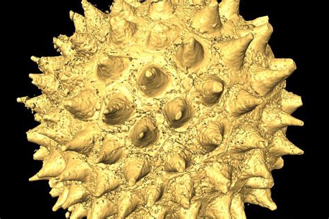 A Legrégebbi Szőrös Mikroba Fosszíliák Felfedezése
