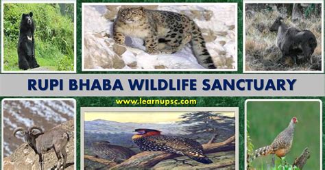 A Wilderness High: Rupi Bhaba Wildlife Santuary