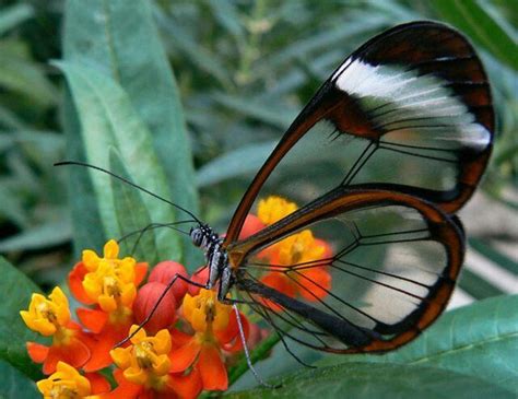A proposito della farfalla Glasswing