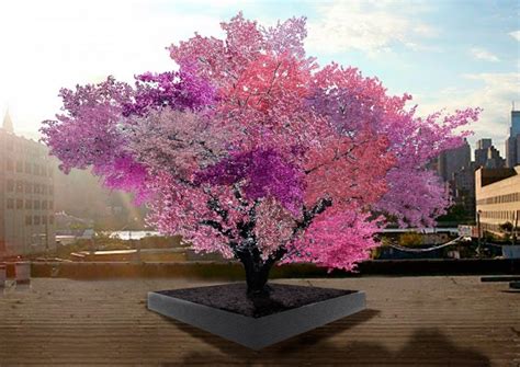 Albero Di 40 Frutti: Dannoso Franken-Tree Ha Radici Nella Scienza
