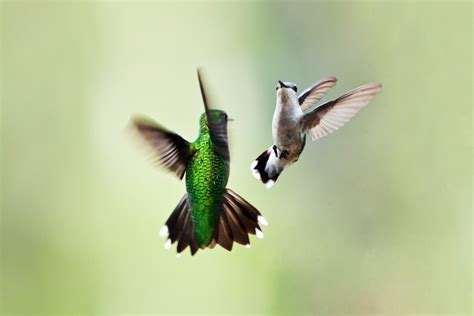 Animal Sex: How Hummingbirds Do It