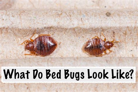 Animal Sex: Miten Bed Bugs Do It