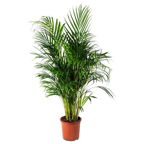 Areca palma, Dypsis lutescens - njega i zimovanje