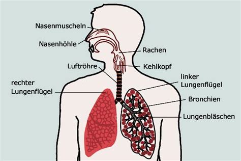 Atmungssystem: Fakten, Funktion Und Krankheiten