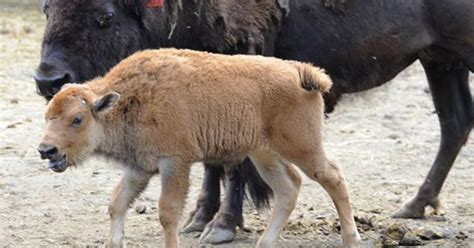 Baby Bison Geboren Via Embryo-Overdracht Kan Herstel Van Soorten Stimuleren
