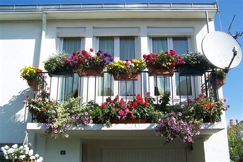 Balkon bunga & tanaman balkon menahan musim dingin dengan benar