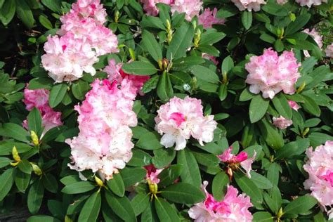 Bare transplantasjon: redningsplan for rhododendron
