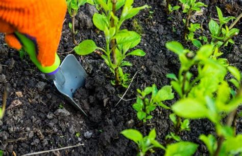 Berry buske - Instruktioner til plantning, gødning og opskæring
