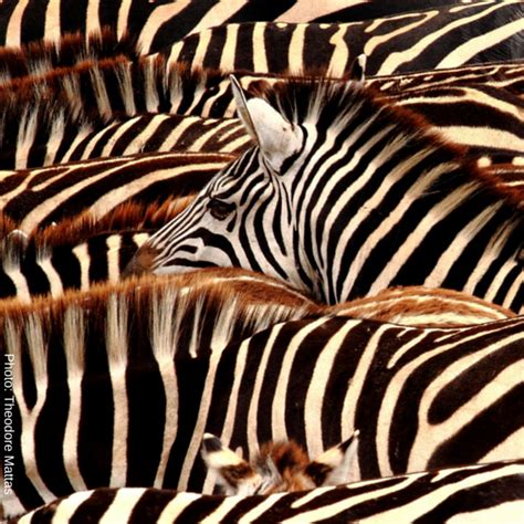 Bez Mātes Vīrieša Zebras Žubītes Dod Priekšroku Viena Dzimuma Biedriem