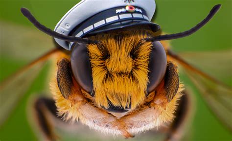 Bienen Als Bombenschnüffler Ausgebildet