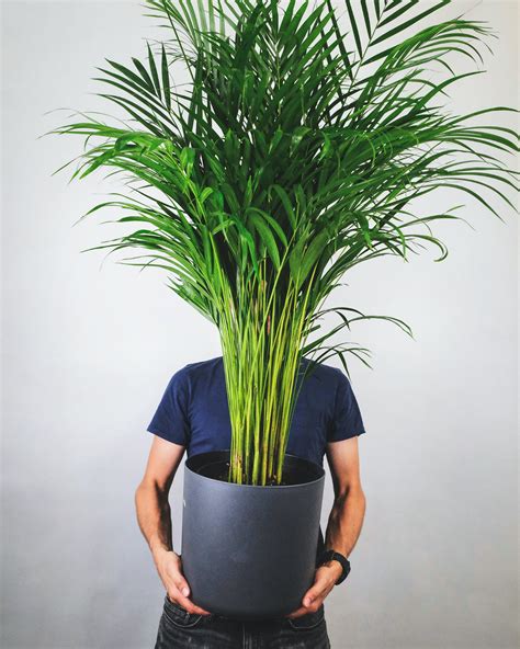 Bitki fan palmiye - bu nasıl büyür