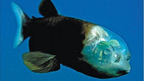 Bizarre 'Peniskopf'-Fische Entdeckt