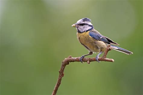 Blue tit, Parus caeruleus - Profile, breeding season and food