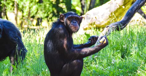 Booty Call: Kuinka Apinat Kohtaavat Hedelmällisen Kaverin
