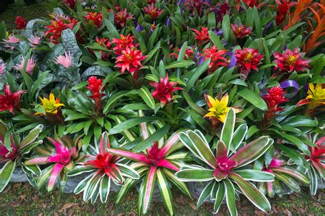Bromeliads
