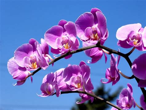 Bạn cần bao nhiêu lần để trồng lại hoa lan Phalaenopsis?