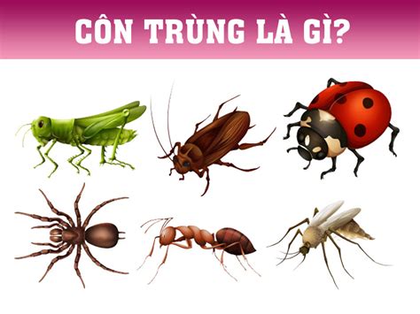 Các lacewing, một côn trùng phụ trợ hữu ích