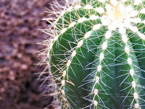Cactus - maladies et ravageurs courants