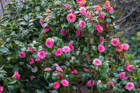 Camellia Winter - Camellias (Camellia japonica)