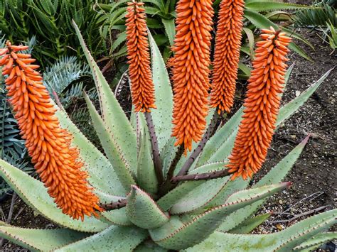 Cape Aloe, Aloe ferox - thực vật và chăm sóc