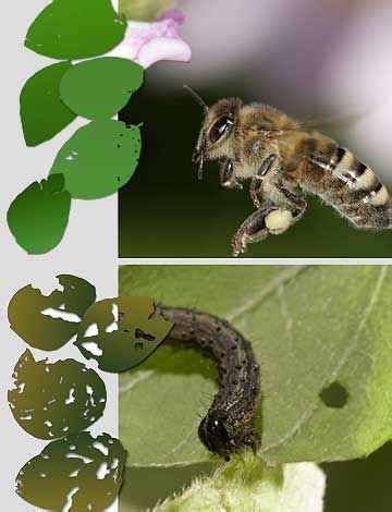 Caterpillar Defense: 'Freeze And Drop'