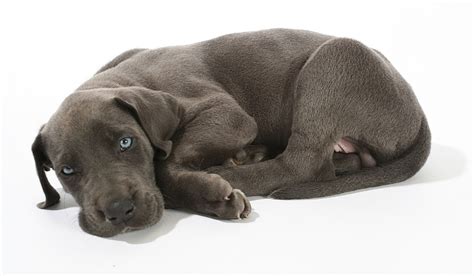 Cauza Bolilor Rare Și Fatale Ale Câinilor Identificată