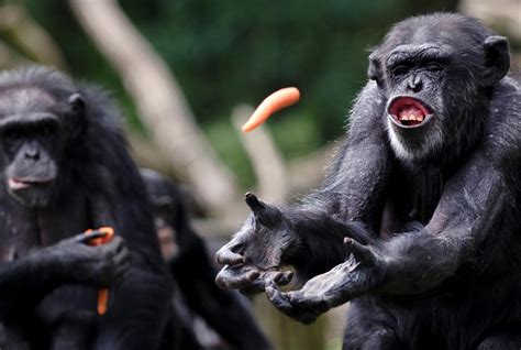 Chimpansees En Mensen Delen Dezelfde Persoonlijkheidskenmerken
