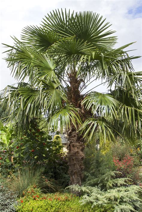 Chusan miniatura palm, Palm windmill nana