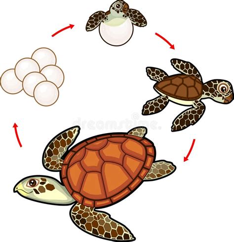 Ciclo di vita di una tartaruga