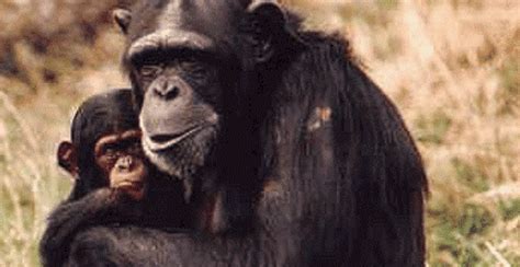 Cimpanzeii Pot Observa Fețe Precum Oamenii