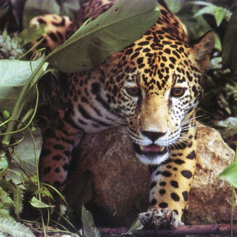 Cineva Tocmai A Ucis Unul Dintre Ultimii Jaguari Rămași Din Sua
