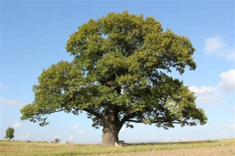 Come identificare un albero di quercia bianca