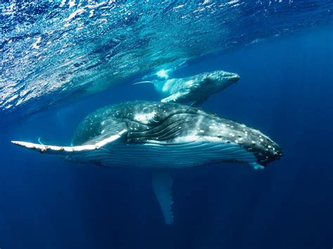 Como as baleias se protegem?