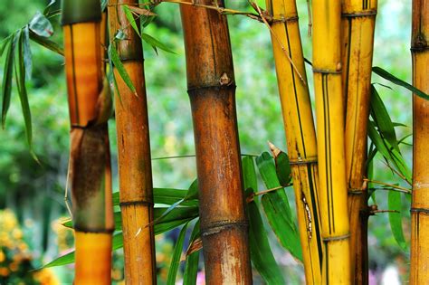 Corte de bambú - Instrucciones para plantas de bambú