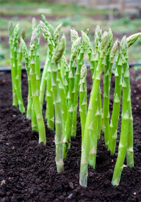 Cultiver des asperges dans le jardin - 10 choses à garder à l'esprit