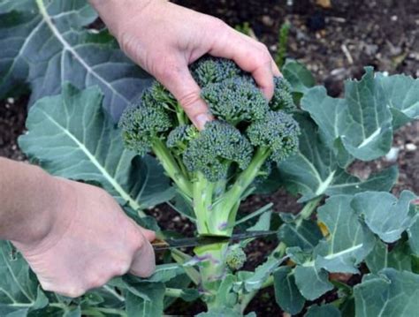 Cultivo de brócoli: siembra, cuidado y plantas