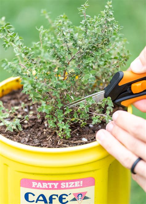 Cutting thyme - tips so it does not rot
