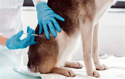 Cómo Una Vacuna Contra La Plaga De Perros De Las Praderas Podría Proteger A Los Hurones (Y Quizás También A Las Personas)