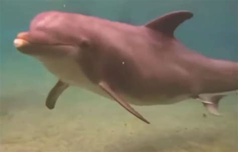 Death By Octopus: Deze Dolfijn Beet Zich Meer Af Dan Hij Kon Kauwen