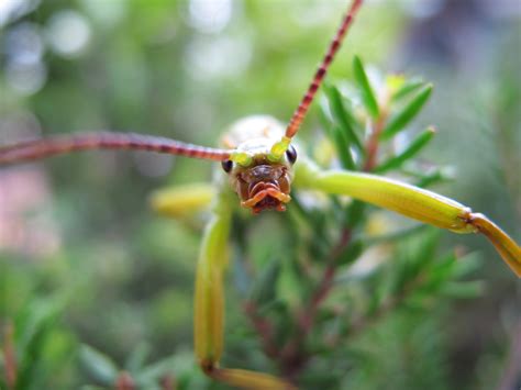 Decenii Mai Târziu, „Lobster Tree” Insectele Stick Scapă De Dispariție