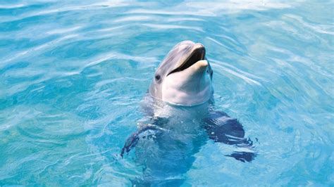 Delfini Mogu Spavati U Kitovoj Pjesmi